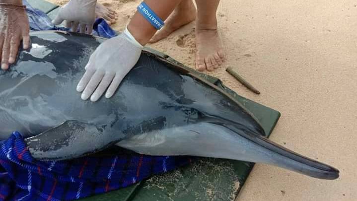 Раненого дельфина нашли на пляже в 25 км от Пхукета