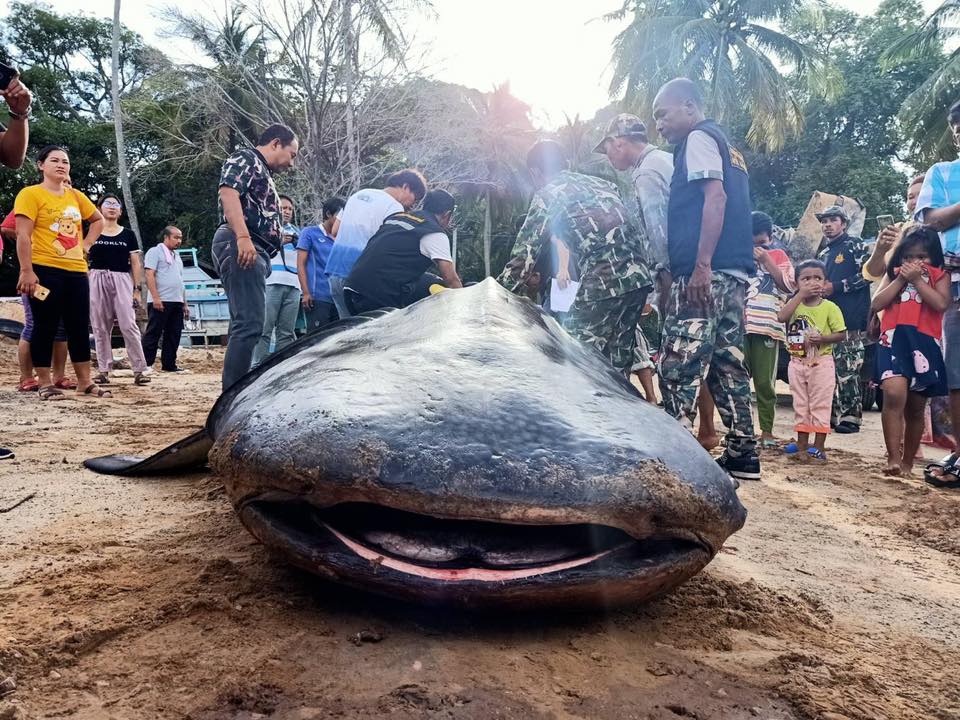 В Таиланде выловили огромную тушу китовой акулы (ВИДЕО)