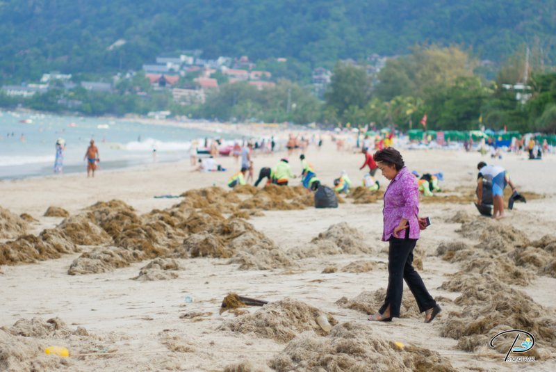 На пляже в Патонге продолжается уборка вынесенных на берег морских водорослей