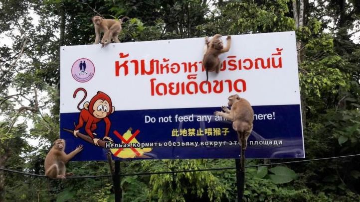 Специалисты обеспокоены высокой популяцией диких обезьян на Пхукете