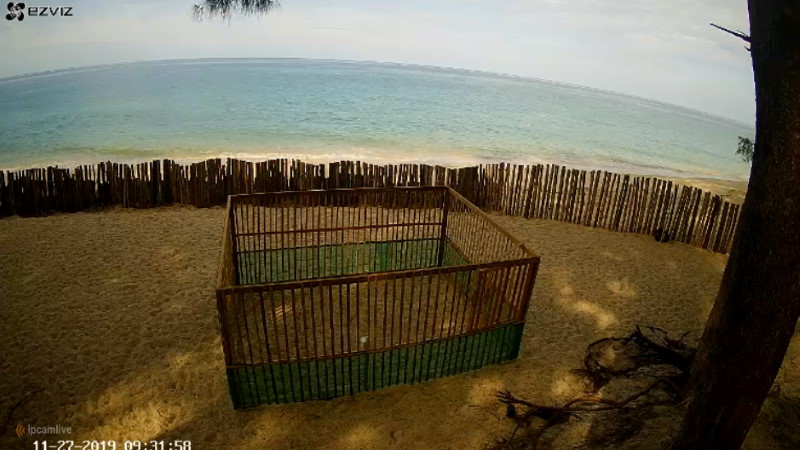 В провинции Пханг-Нга установили видеонаблюдение за черепашьими яйцами, найденными на пляже