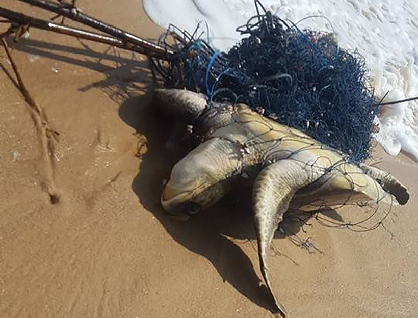 Раненую морскую черепаху спасли от рыболовной сети в Пханг Нге