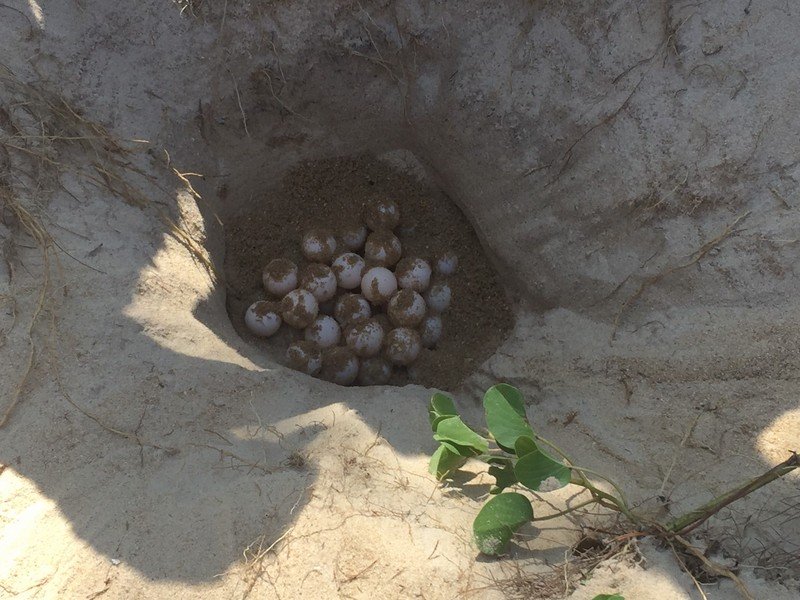 Еще одну кладку яиц морской черепахи нашли на Пхукете