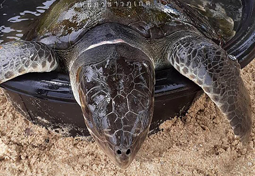 Морскую черепаху спасли на пляже Най-Харн