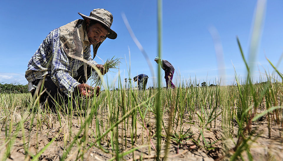 Тайские фермеры на севере страны: "Самая страшная засуха за всю историю"