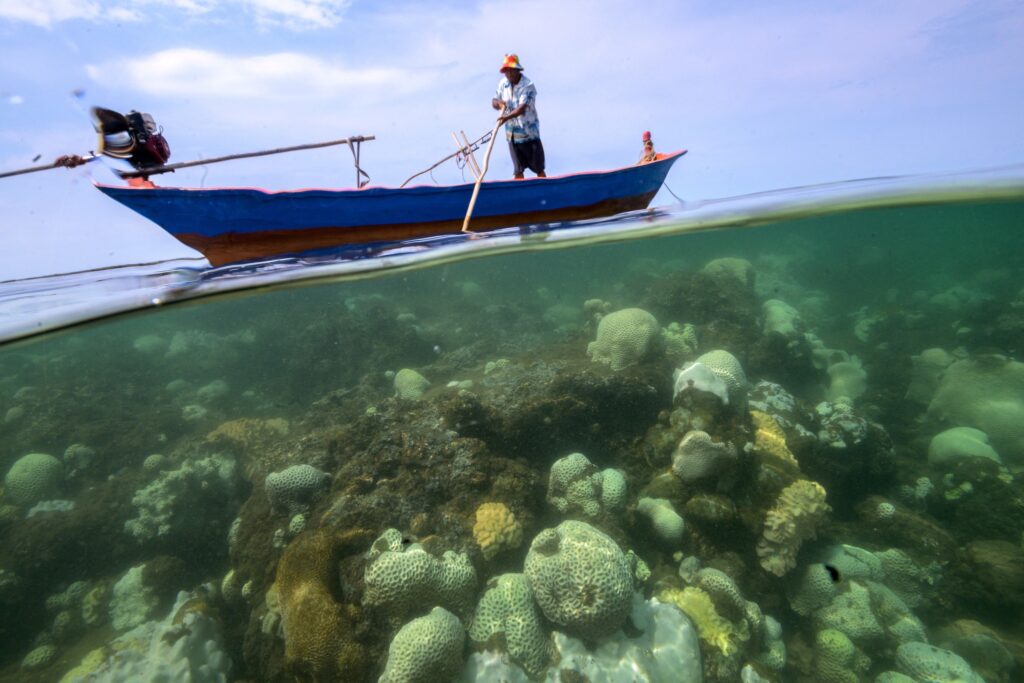Морская жизнь гибнет из-за высокой температуры моря в Таиланде