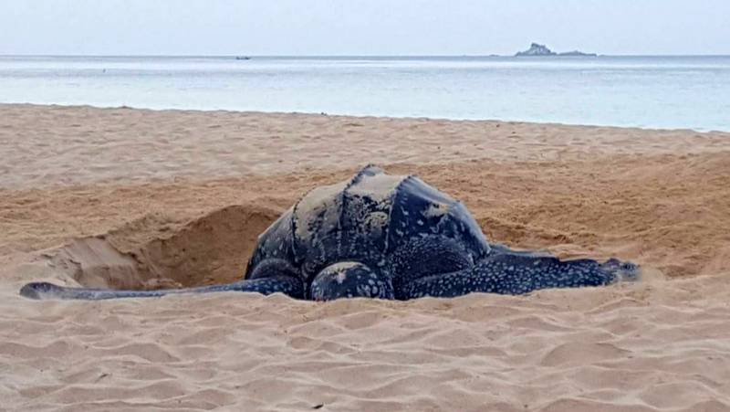 Кожистая черепаха отложила более 100 яиц на пляже Найтон на Пхукете