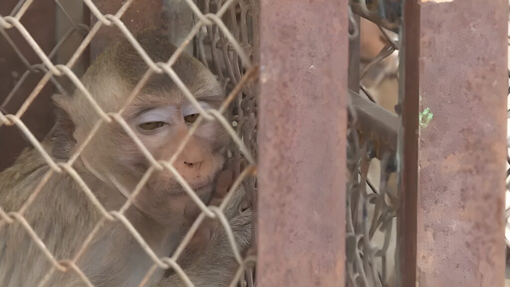 В Лопбури началась спецоперация по отлову диких обезьян