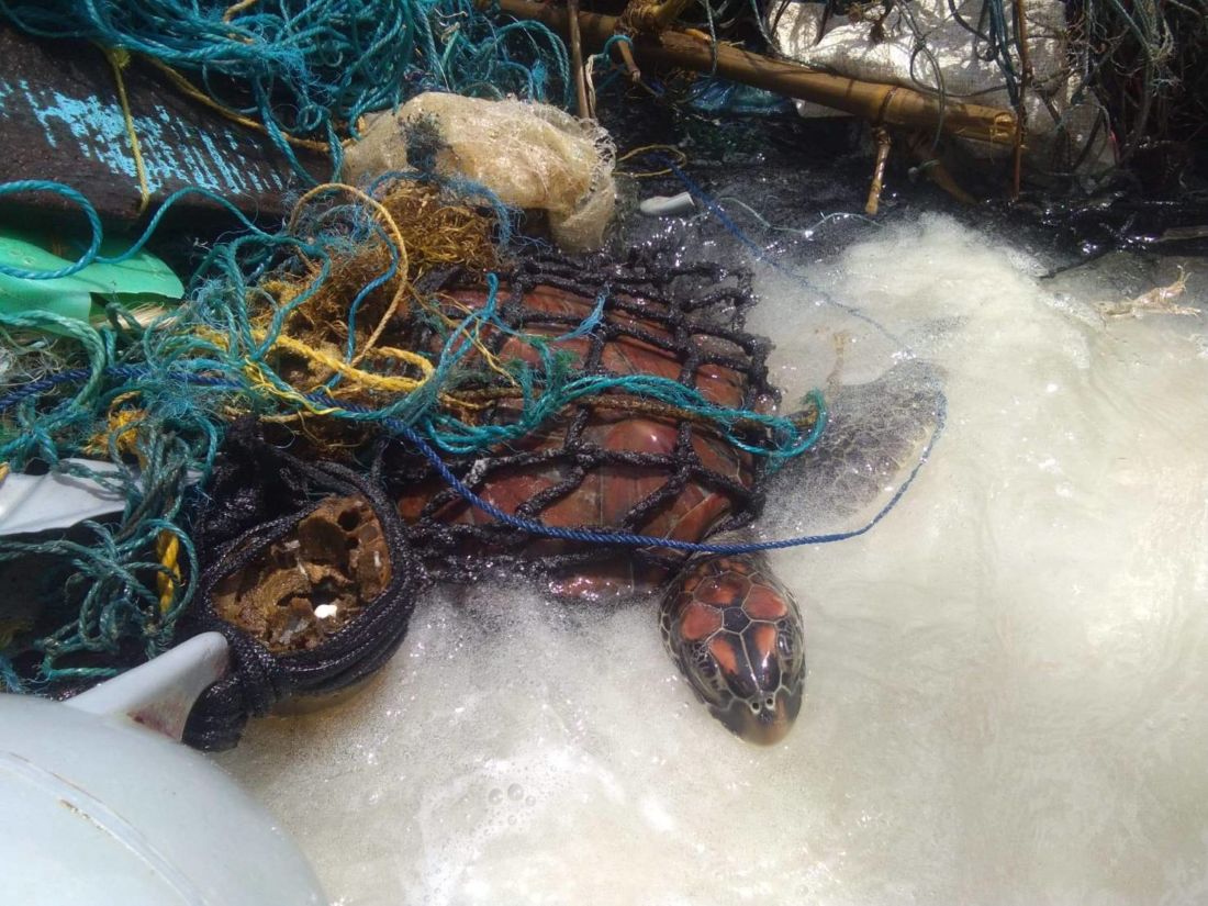 Морскую черепаху спасли недалеко от Пхукета