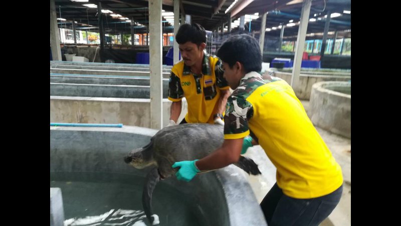 Морской биологический центр Пхукета сообщил, что делать в случае обнаружения раненых морских черепах