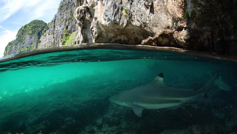 Эксперты призывают усилить защиту рифовых акул в заливе Майа-Бэй