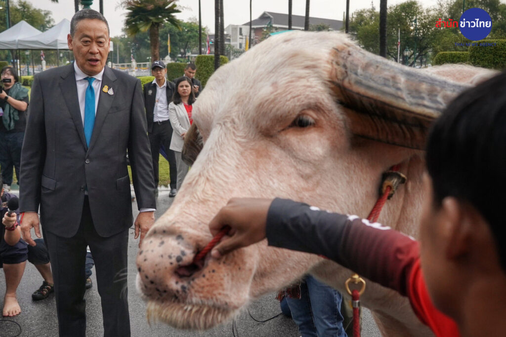 Гигантский буйвол-альбинос: символ мягкой силы Таиланда
