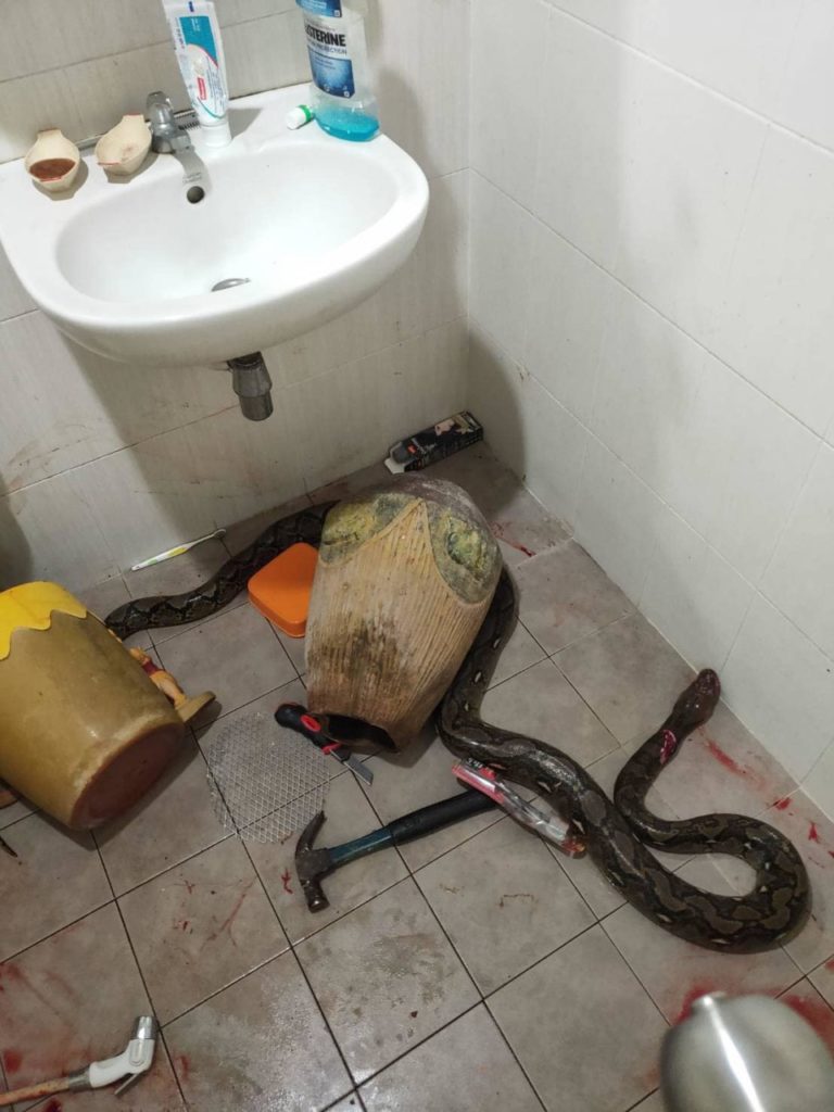 В Таиланде змея из унитаза чуть не убила женщину