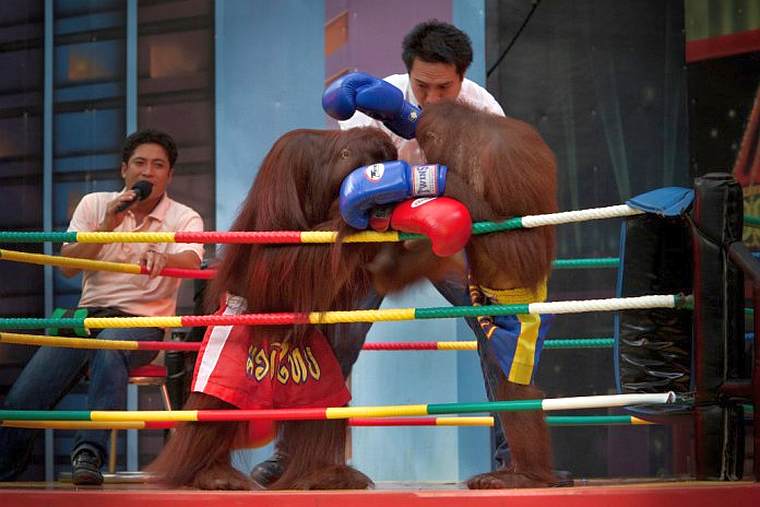 Туристы в Таиланде пожаловались на шоу «Бокс орангутангов» [ВИДЕО]