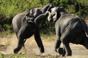 Шесть слонов на дороге в Таиланде вынудили мужчину бросить мопед