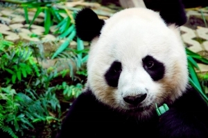 Любимица Таиланда панда Линпинг ждет малыша