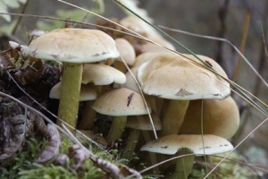 В Таиланде предупредили о вреде ядовитых грибов
