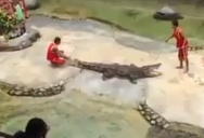crocodile bite