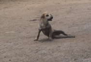 The Mangiest stray dog in Thailand (Trolling Dog)