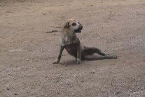 The Mangiest stray dog in Thailand (Trolling Dog)
