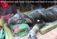 Видео: В Таиланде буйволица родила загадочное существо