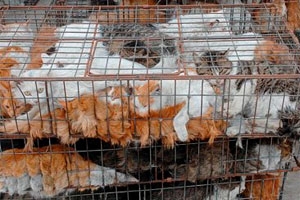 В Таиланде спасли кошек, которых хотели съесть вьетнамцы