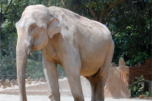 Всемирный фонд дикой природы призвал Таиланд запретить торговлю слоновой костью