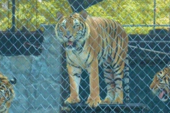 Samui Tiger Zoo & Aquarium