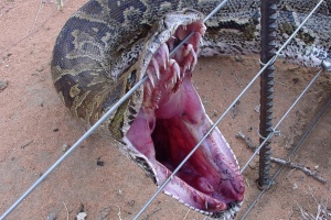 В Таиланде гигантская змея-людоед устроила панику среди туристов