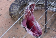 В Таиланде гигантская змея-людоед устроила панику среди туристов