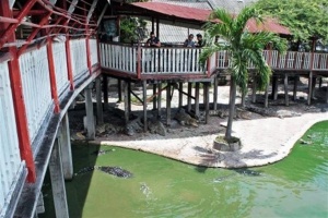 Тайская женщина покончила с собой, прыгнув в пруд с крокодилами
