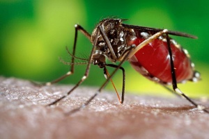 В Тайланде уничтожат комаров, распространяющих вирусы Зика и Денге