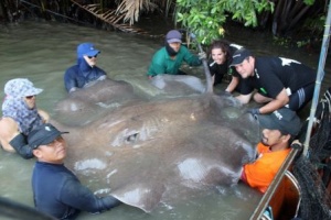 В Таиланде поймали гигантского ската