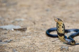 Тайские ученые нашли панацею от укусов змей!