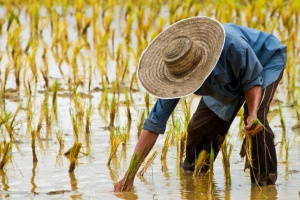 Дефицитный рис: засуха изменит рацион тайцев