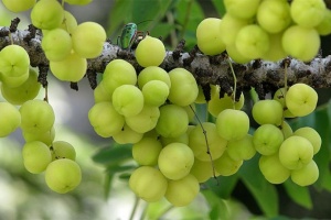 Самые полезные фрукты Тайланда — ягоды амалаки