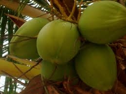 Coconut crisis in Koh Samui