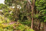 Дорога в джунглях Пангана