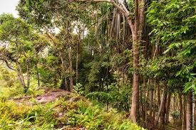 Дорога в джунглях Пангана