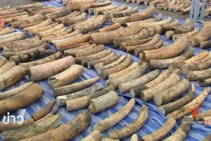 Захвачен самый большой контрабандный груз слоновой кости в истории Таиланда
