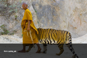 Тигриный монастырь остался без тигров
