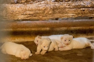 Ми-Ми-Ми: Зоопарк Чанг Мая представил малышей белых львят