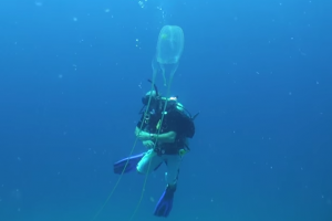 Box jellyfish (Chironex ) Diving Thailand Sail Rock Underwater video