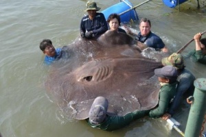 В реке Таиланда выловили рекордно-крупную рыбину