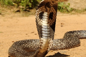 Змеи в Таиланде