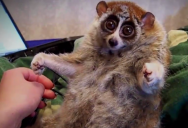 The slow loris pet trade needs to stop, before it is too late.