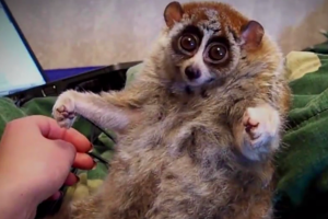 The slow loris pet trade needs to stop, before it is too late.
