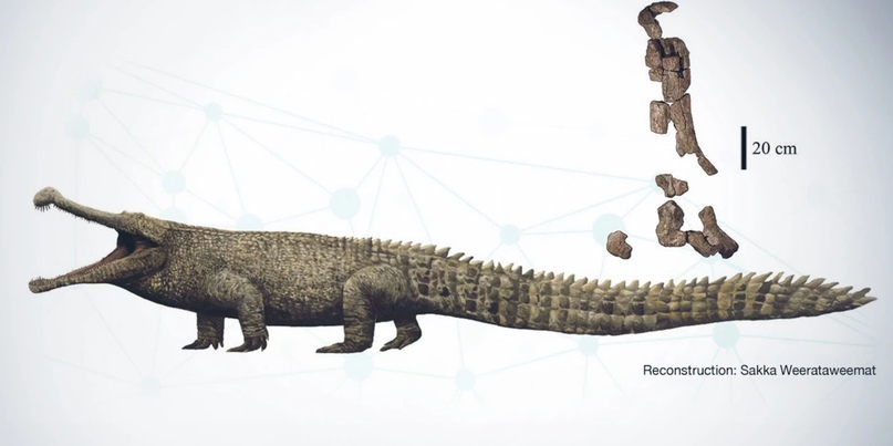 В Таиланде национальным достоянием объявили окаменелости гигантского крокодила
