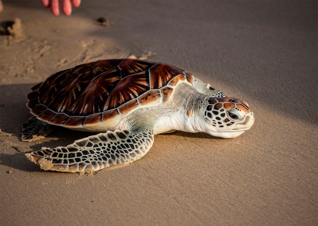 Пхукет отправляет в море морских черепах в честь Сонгкрана