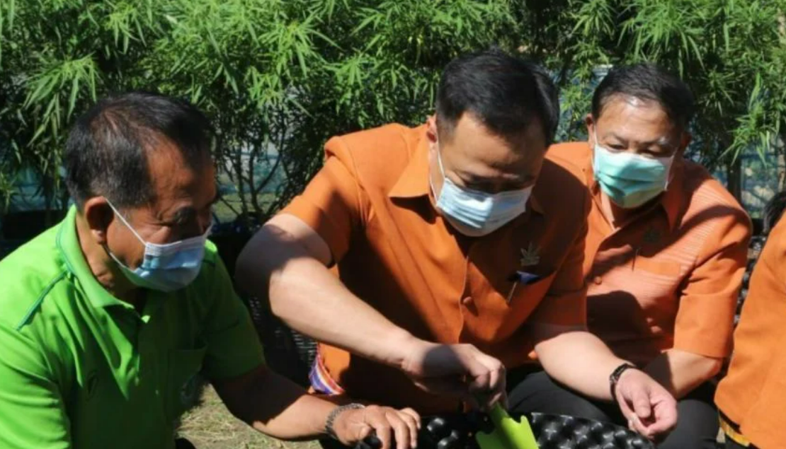 Таиланд представит заявку на регистрацию для мелких производителей каннабиса